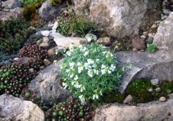 Plante pentru tobogane alpine