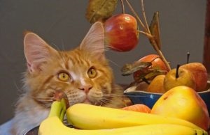 Maine Coon caracteristicile dieta de nutriție, hrana pentru animale și produse