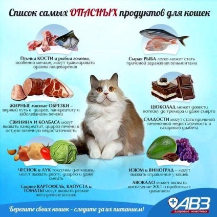 Maine Coon caracteristicile dieta de nutriție, hrana pentru animale și produse