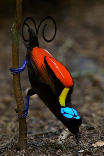 Birds of Paradise (lat (paradicsom) Birds of Paradise (latin: