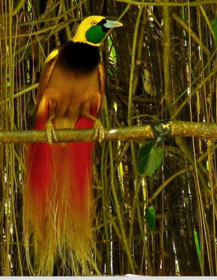 Birds of Paradise (lat