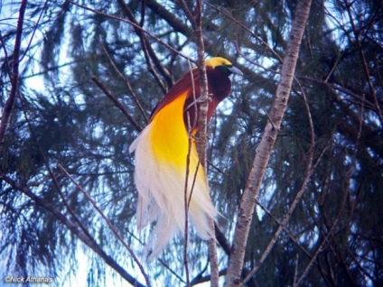 Birds of Paradise (lat