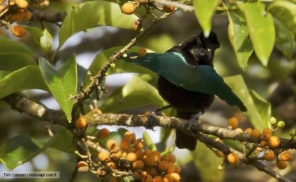 Birds of Paradise (lat