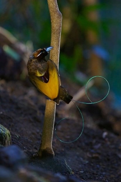 Birds of Paradise (lat (Bird Paradise paradisaea) Birds of Paradise (latin: