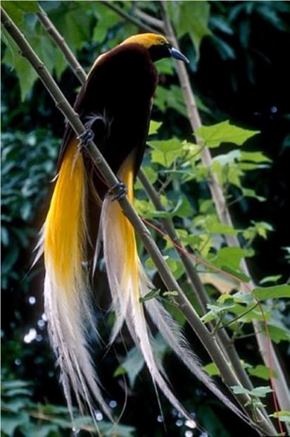 Birds of Paradise (lat