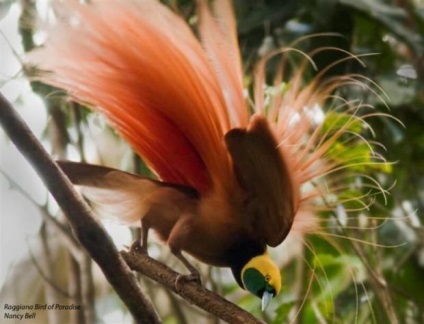 Birds of Paradise (lat