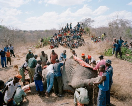 Tăierea unui elefant în Zimbabwe