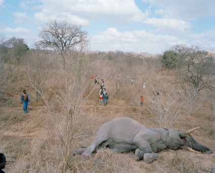 Tăierea unui elefant în Zimbabwe