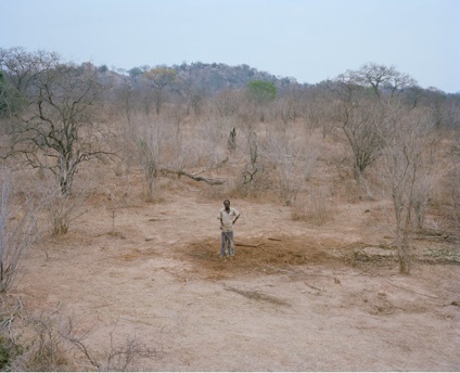 Tăierea unui elefant în Zimbabwe