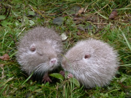 Reproducerea, împerecherea și împerecherea nutria