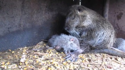Szaporodás, párosodás és párzási nutria (párosítás) Tenyésztés, párzás és a párzás nutria