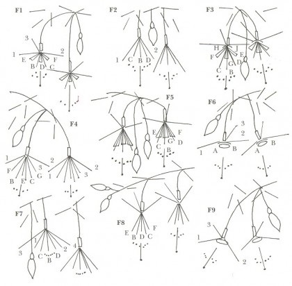 Soiuri de fuchsie