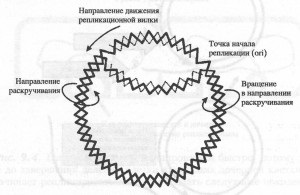 Реплікація ДНК і клітинний розподіл