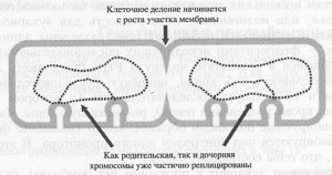 Реплікація ДНК і клітинний розподіл