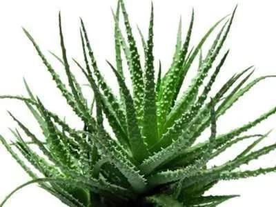 Reteta pentru Aloe cu miere din tuberculoza