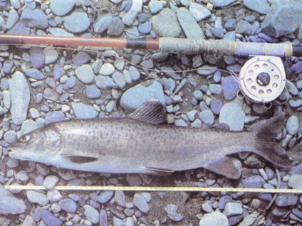 Риба ленок середовище проживання, снасті і техніка лову, особливості поведінки з фото