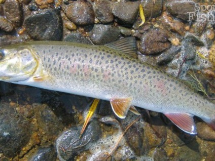 Fish habitat habitat, abordarea și tehnica de pescuit, caracteristici de comportament cu fotografie