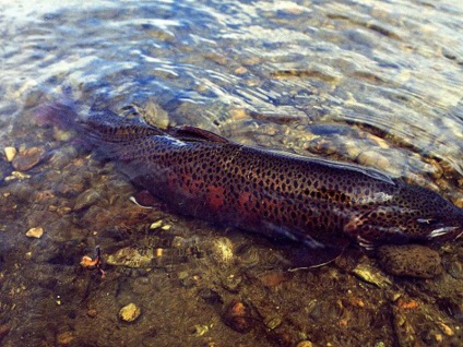 Fish habitat habitat, abordarea și tehnica de pescuit, caracteristici de comportament cu fotografie