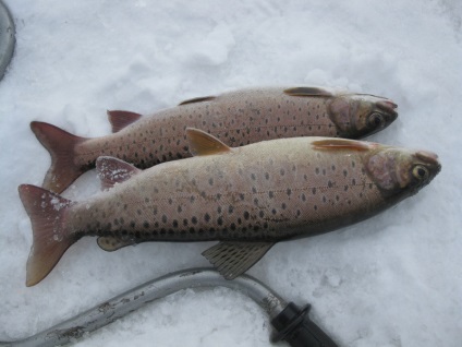 Fish habitat habitat, abordarea și tehnica de pescuit, caracteristici de comportament cu fotografie