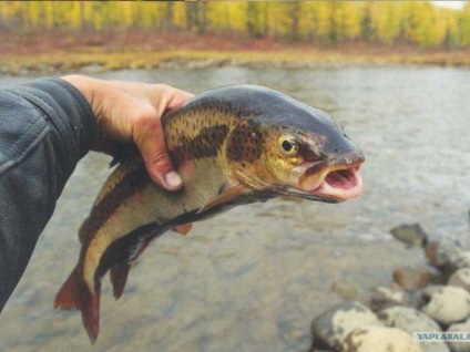 Риба ленок середовище проживання, снасті і техніка лову, особливості поведінки з фото