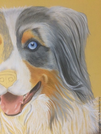 Desenează o rasă de câine pasteală Ciobănesc australian - Meșteșugari echitabili - manual, manual