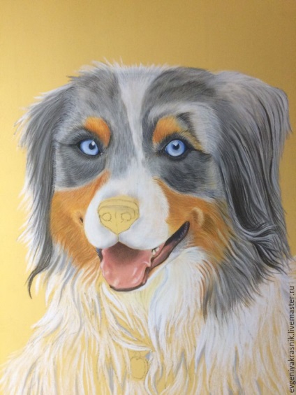 Малюємо пастеллю собаку породи австралійська вівчарка - ярмарок майстрів - ручна робота, handmade