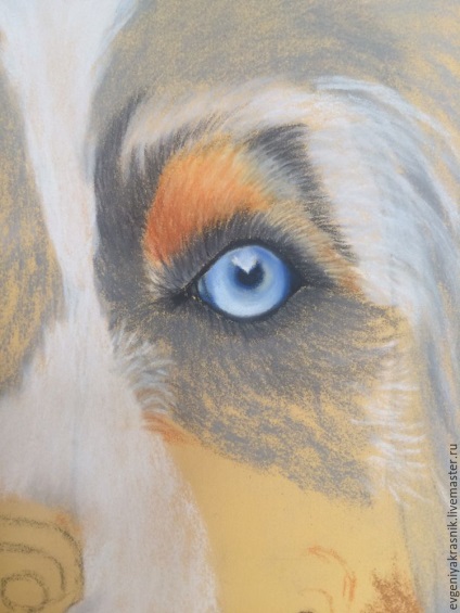 Малюємо пастеллю собаку породи австралійська вівчарка - ярмарок майстрів - ручна робота, handmade