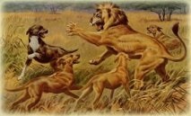 Ridgeback Rhodesian - Hound Lion african