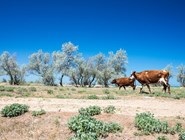 Росія відпочинок на азовському морі