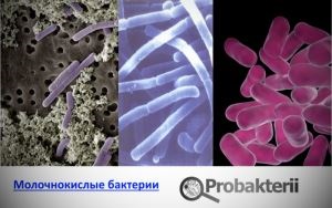 Creșterea și multiplicarea ratei bacteriene și a fazei de creștere, cultivarea bacteriilor, creșterea excesivă