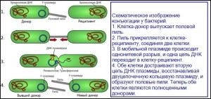 Creșterea și multiplicarea ratei bacteriene și a fazei de creștere, cultivarea bacteriilor, creșterea excesivă