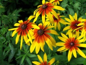 Rudbeckia plantare perena si transplant de ingrijire irigare si reproducere