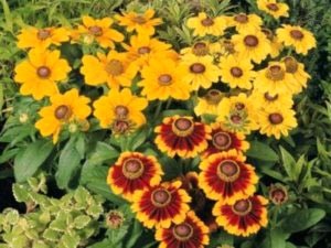 Rudbeckia évelő ültetési és gondozási transzplantációs öntözés és reprodukciós