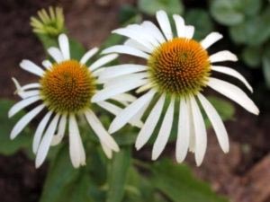 Rudbeckia plantare perena si transplant de ingrijire irigare si reproducere