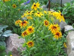 Rudbeckia plantare perena si transplant de ingrijire irigare si reproducere