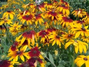 Rudbeckia évelő ültetési és gondozási transzplantációs öntözés és reprodukciós