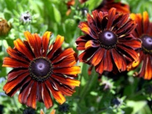 Rudbeckia plantare perena si transplant de ingrijire irigare si reproducere