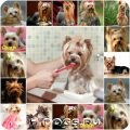 Rusă jucărie terrier lung cu părul caracteristici, îngrijire (fotografie)