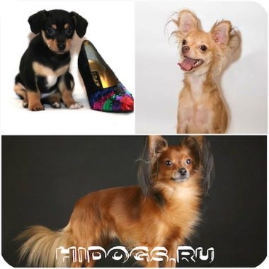 Руската Toy Terrier Collie особено внимание (снимка)