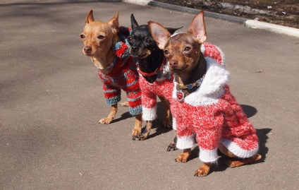 Orosz toy terrier leírás, fényképek, képességgel, gondozása, oktatása