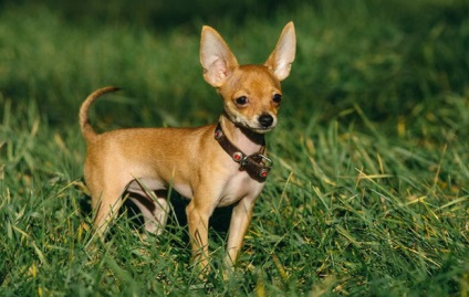 Orosz toy terrier leírás, fényképek, képességgel, gondozása, oktatása