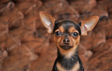 Orosz toy terrier leírás, fényképek, képességgel, gondozása, oktatása