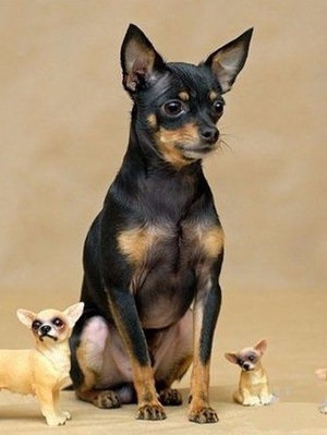 Orosz toy terrier leírás, fényképek, képességgel, gondozása, oktatása (fotó) Orosz toy terrier leírás, fényképek, képességgel, gondozása, oktatása