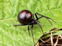 A leghatékonyabb módja leküzdésére növényi kártevők