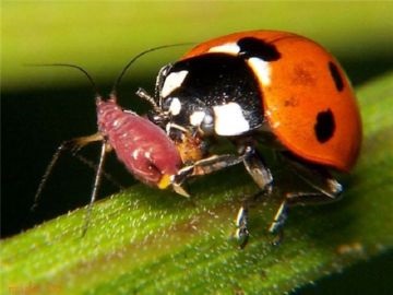 A leghatékonyabb módja leküzdésére növényi kártevők