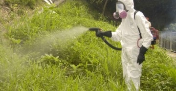 A leghatékonyabb módja leküzdésére növényi kártevők