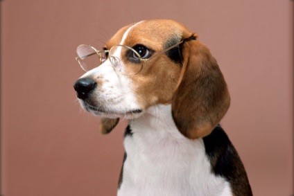 Cele mai inteligente rase de câini