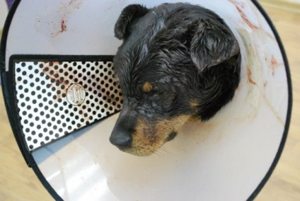 Elmenekült a harag lakosok knacker, aki megverte a kutyát Novoszibirszk