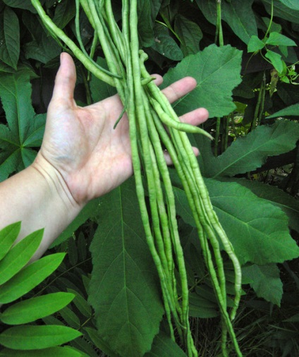Secretele de mazăre de zahăr în creștere și de fasole sparanghel - grădini de Siberia