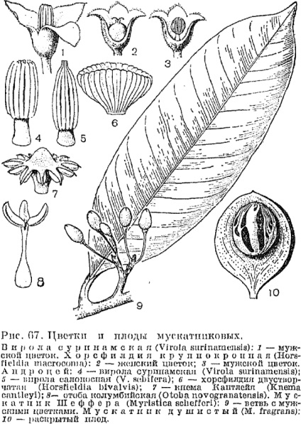 Familia de muscatel (myristicaceae) este